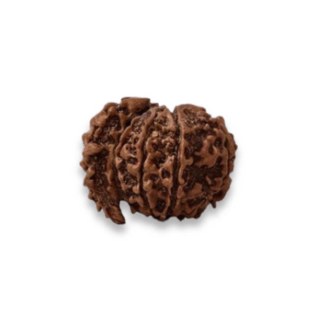DwiMukhi Rudraksha, Authentic, Bears two (2) lines, Oval Shape
