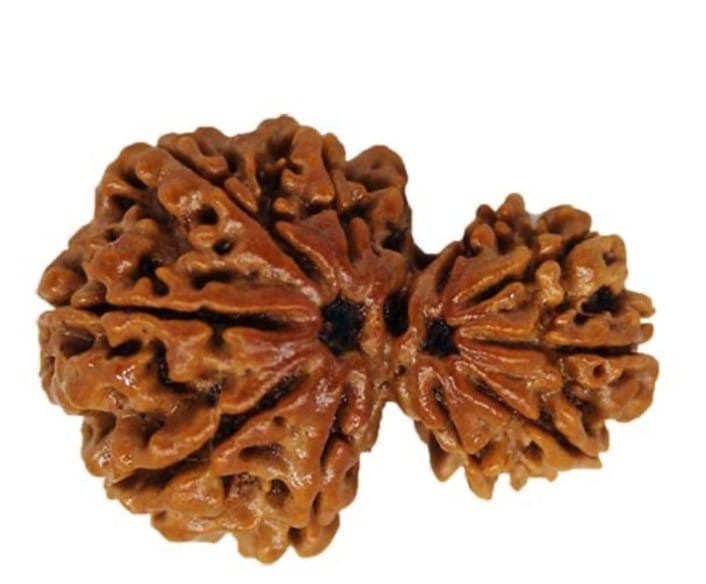 GharbGauri Rudraksha Authentic, Certified