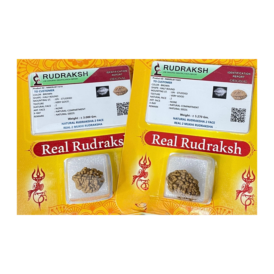 DwiMukhi Rudraksha, Authentic, Bears two (2) lines, Oval Shape, Certified