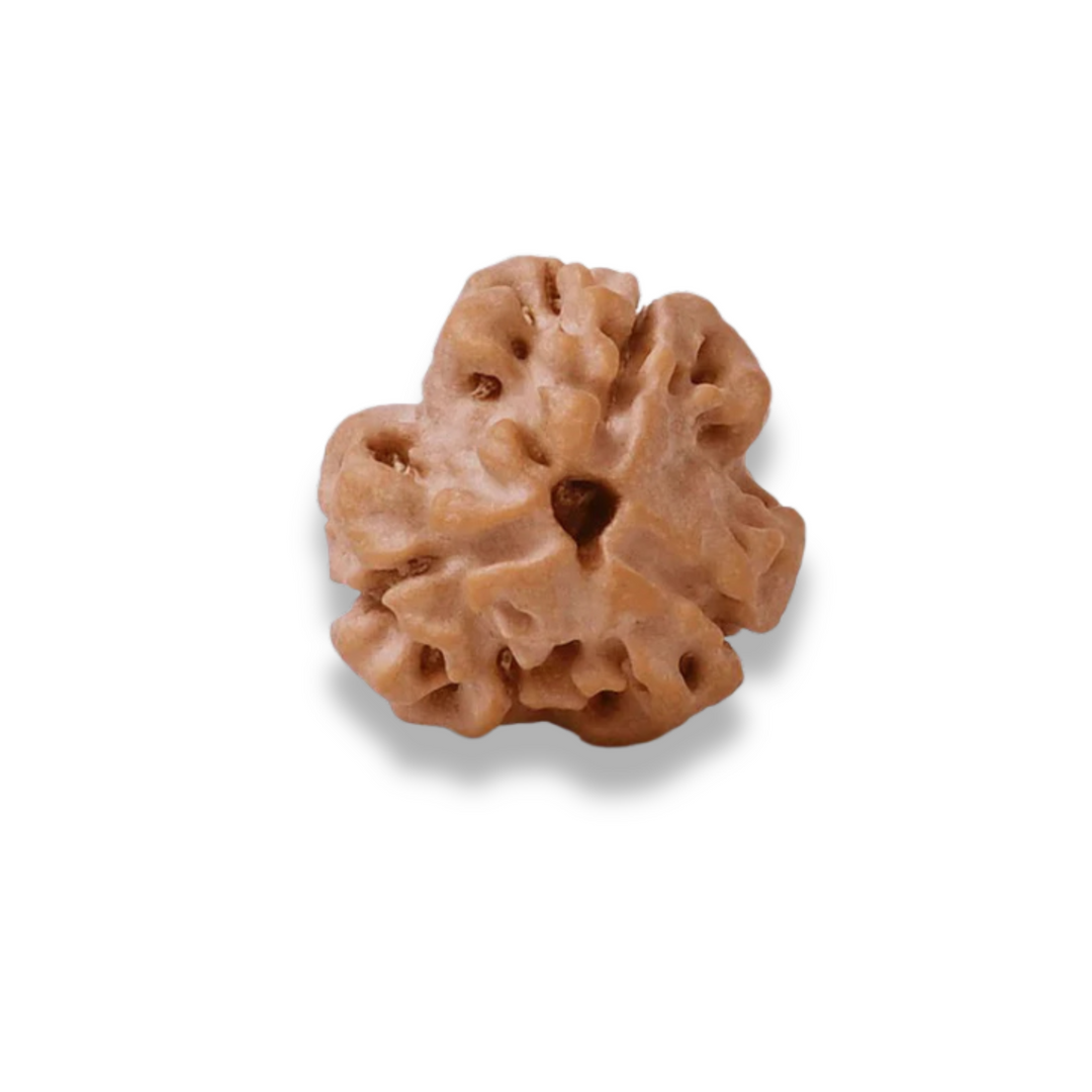 TriMukhi Rudraksha, Authentic, Bears three (3) lines