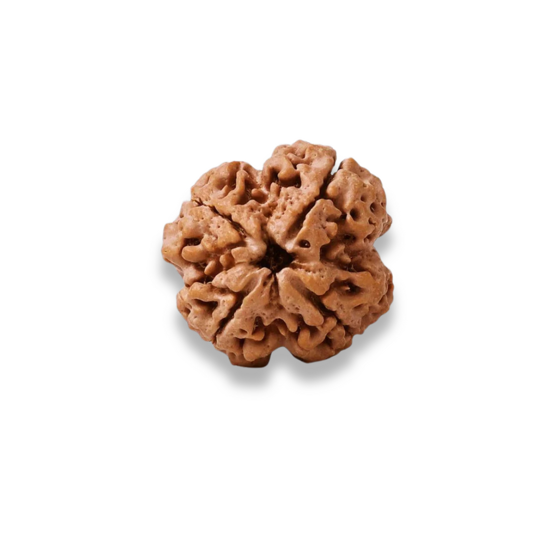 ChaturMukhi Rudraksha, Authentic, Bears four (4) lines