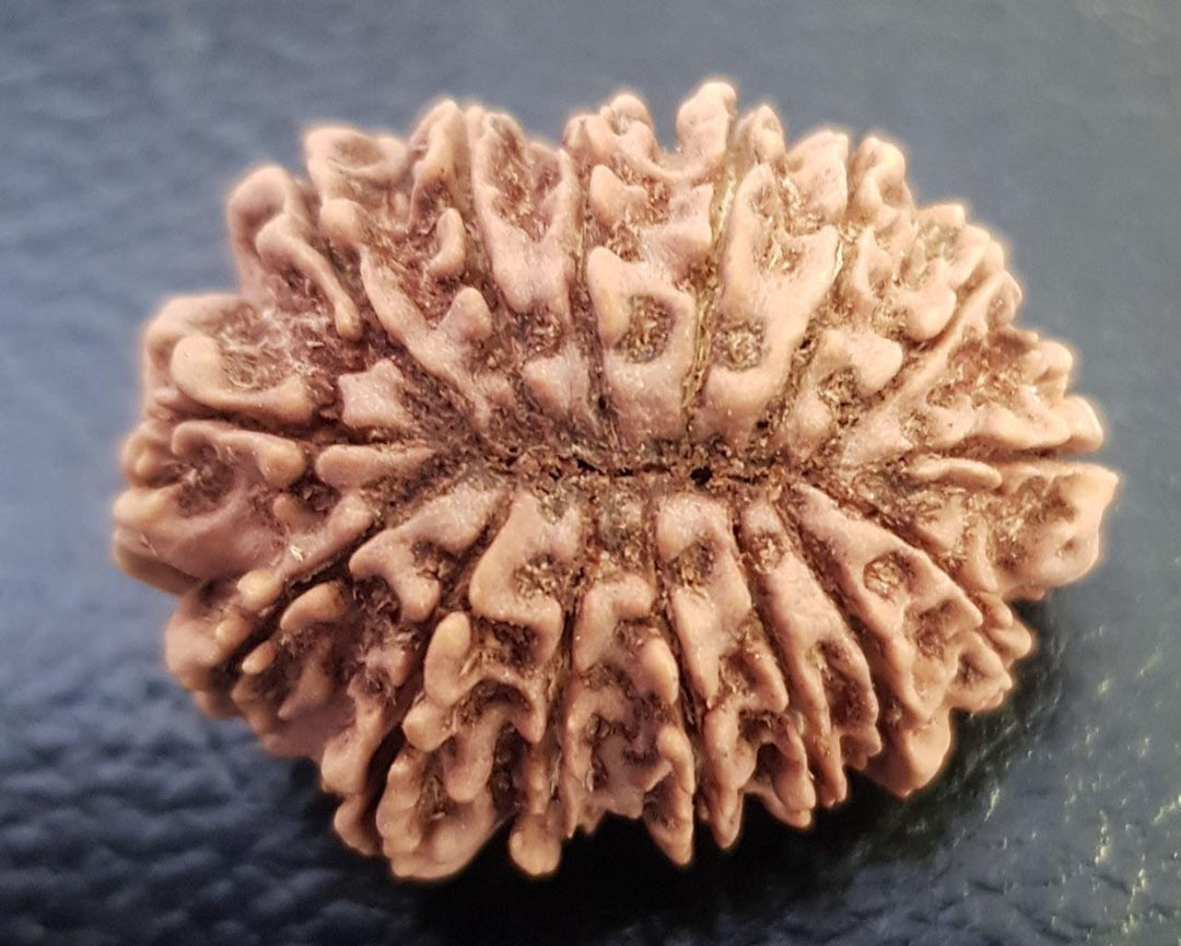 15 Mukhi Rudraksha Authentic, Bears Seven (15) lines, Certified