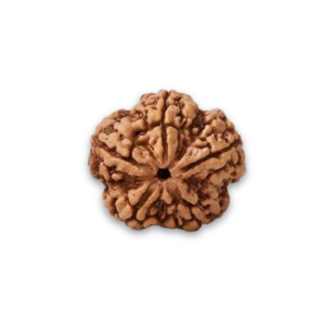 PanchMukhi Rudraksha, Authentic, Bears Five (5) lines