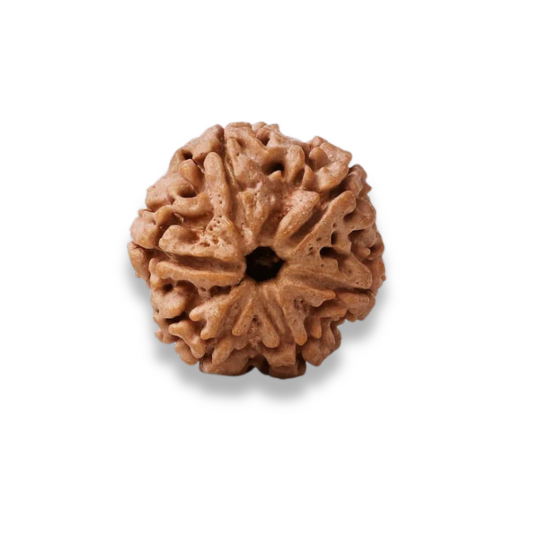 ShashtMukhi Rudraksha, Authentic, Bears Six (6) lines