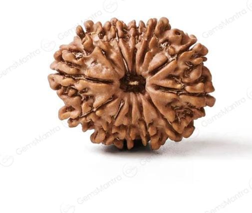 12 Mukhi Rudraksha Authentic, Bears Seven (12) lines, Certified