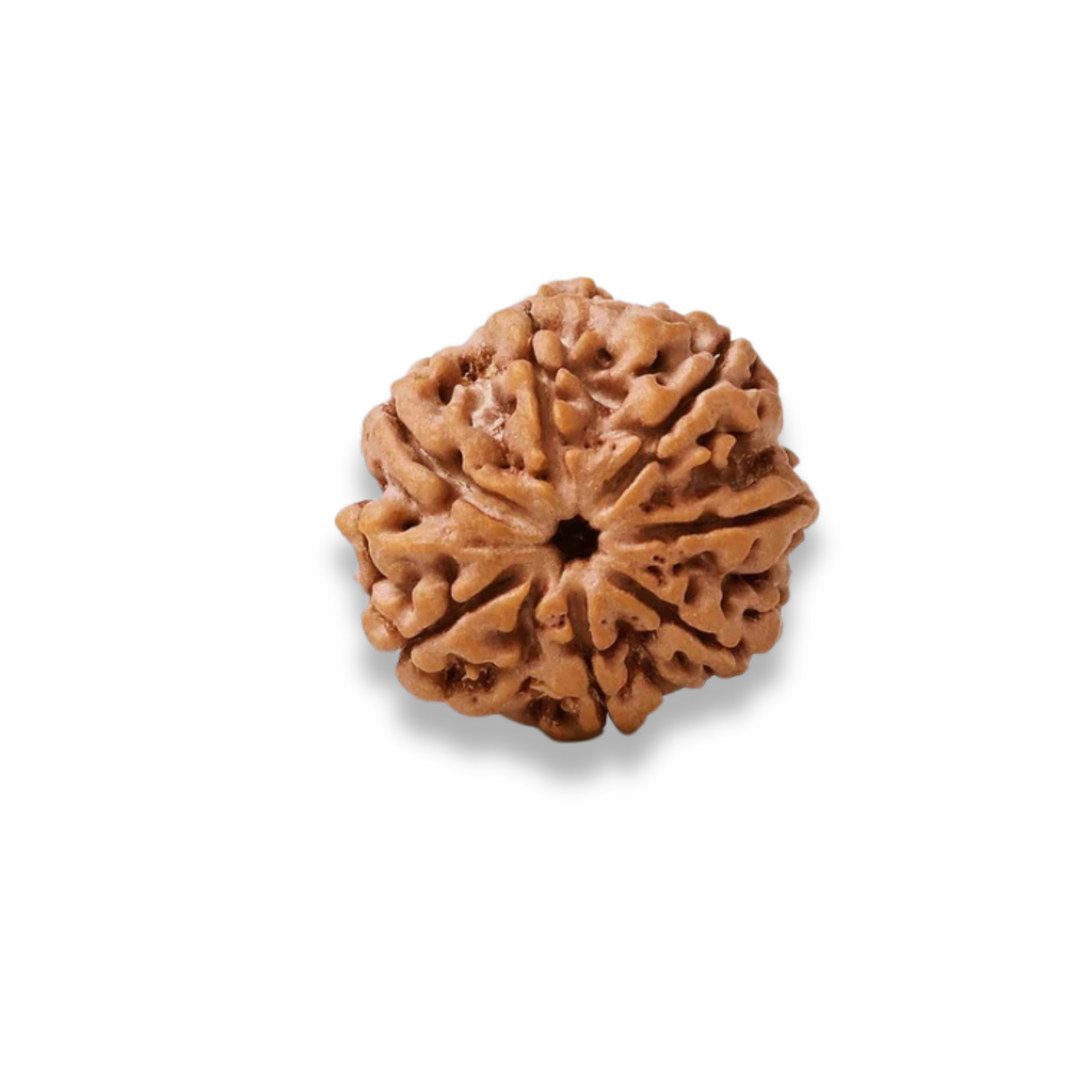 SaptaMukhi Rudraksha, Authentic, Bears Seven (7) lines