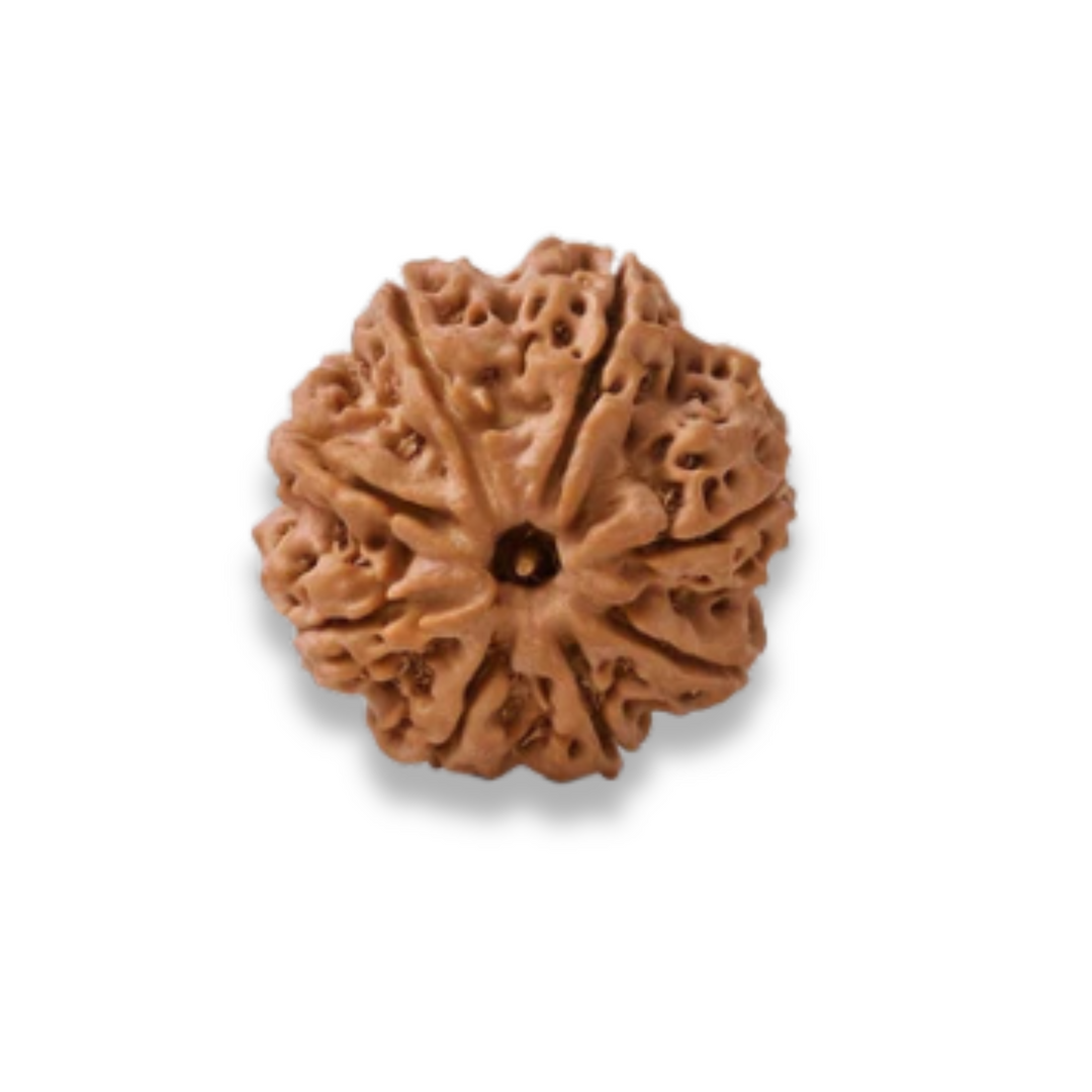 AsthMukhi Rudraksha, Authentic, Bears Seven (8) lines, Certified