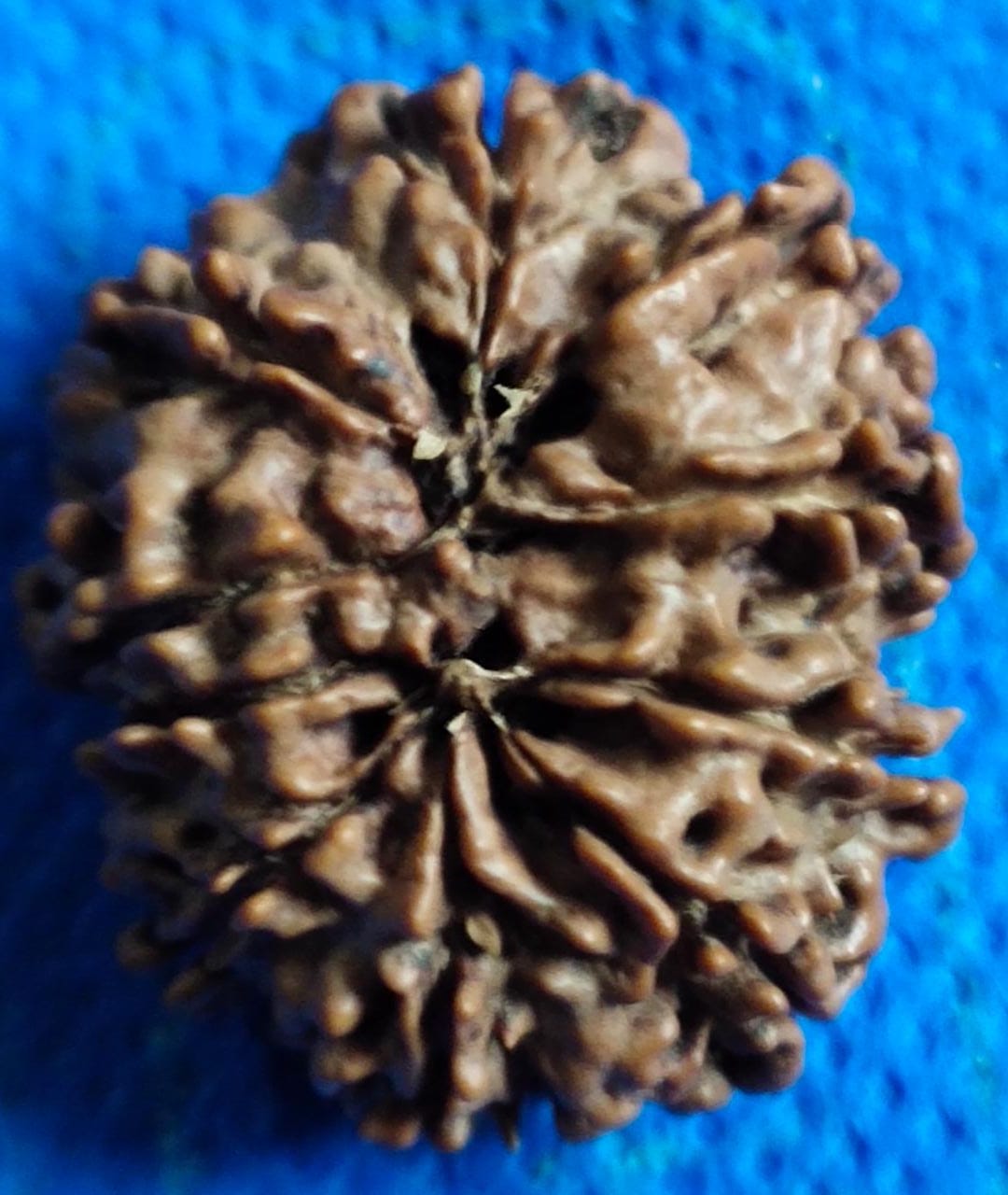 DashMukhi Rudraksha Authentic, Bears Seven (10) lines, Certified