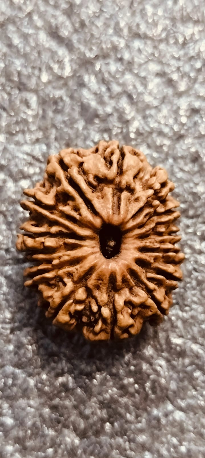 14 Mukhi Rudraksha Authentic, Bears Seven (14) lines, Certified