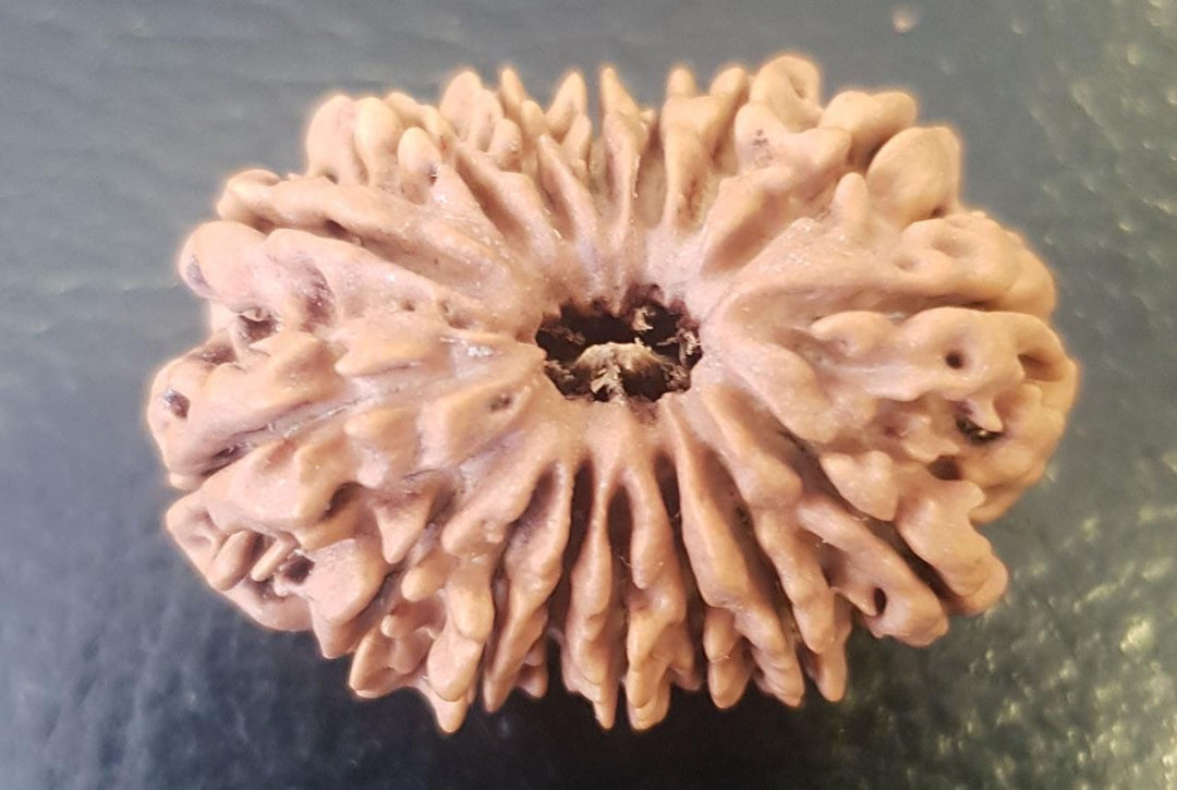 16 Mukhi Rudraksha Authentic, Bears Seven (16) lines, Certified