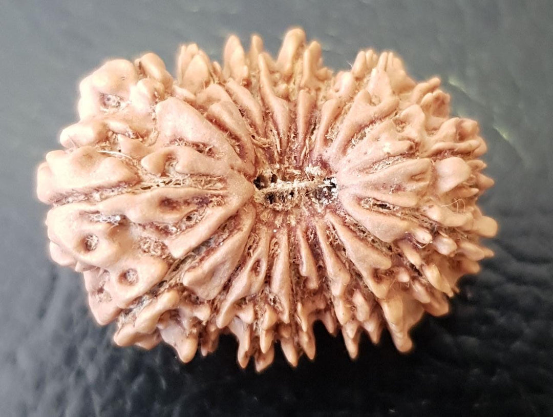 17 Mukhi Rudraksha Authentic, Bears Seven (17) lines, Certified