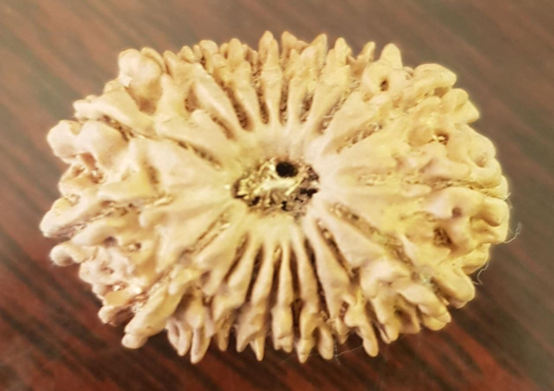 18 Mukhi Rudraksha Authentic, Bears Seven (18) lines, Certified