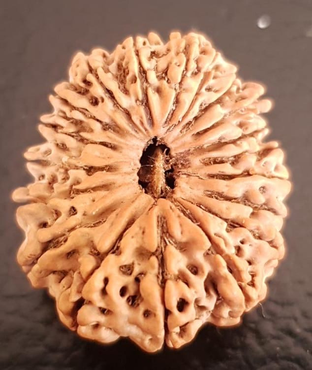19 Mukhi Rudraksha Authentic, Bears Seven (19) lines, Certified