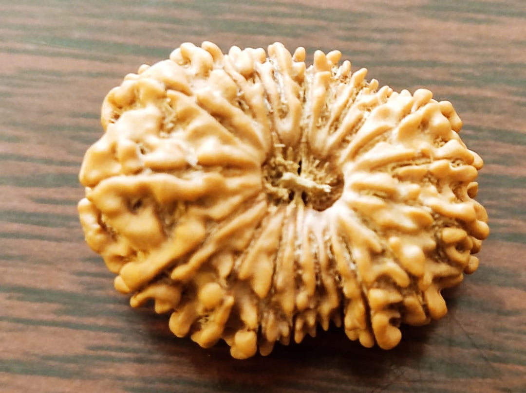 Ganesh Rudraksha Authentic, Certified