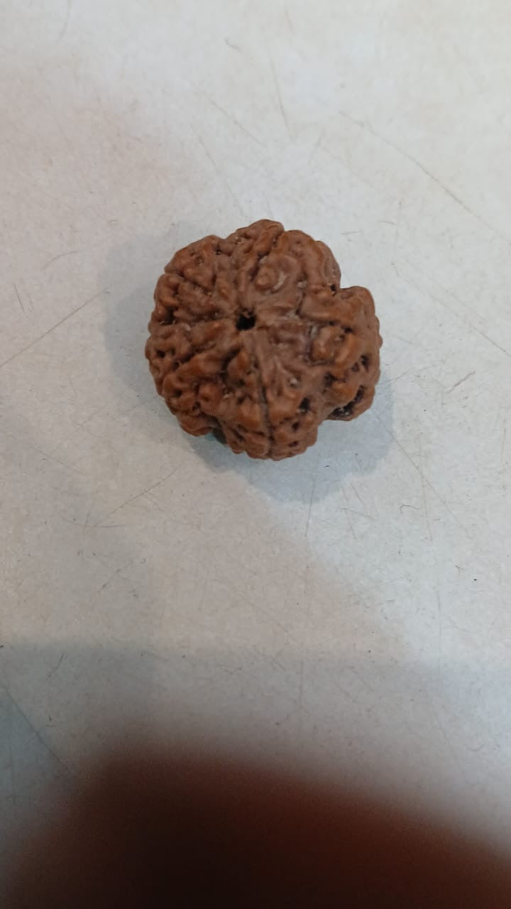 5 Mukhi Rudraksha