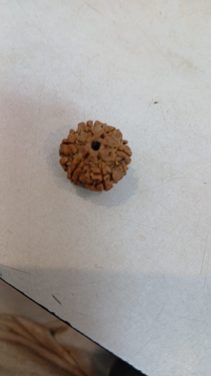6 Mukhi Rudraksha