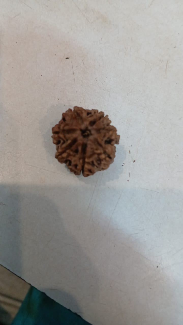 7 Mukhi Rudraksha