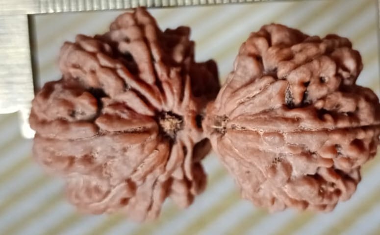 Gauri Shankar Rudraksha Authentic, Certified