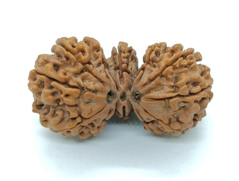 Trijuti Rudraksha Authentic, Certified