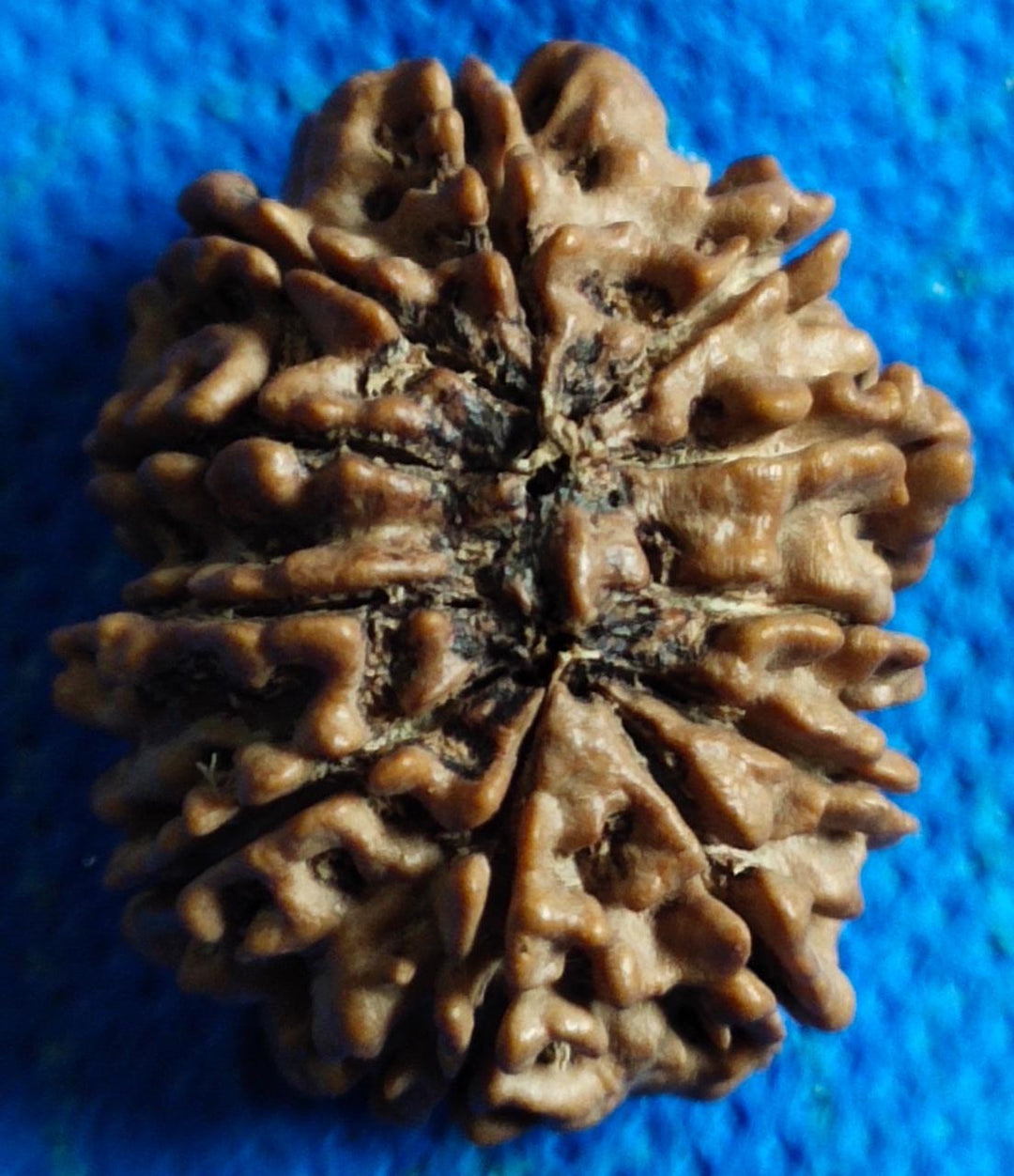 11 Mukhi Rudraksha Authentic, Bears Seven (11) lines, Certified