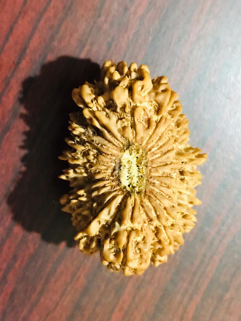 21 Mukhi Rudraksha Authentic, Bears Seven (21) lines, Certified