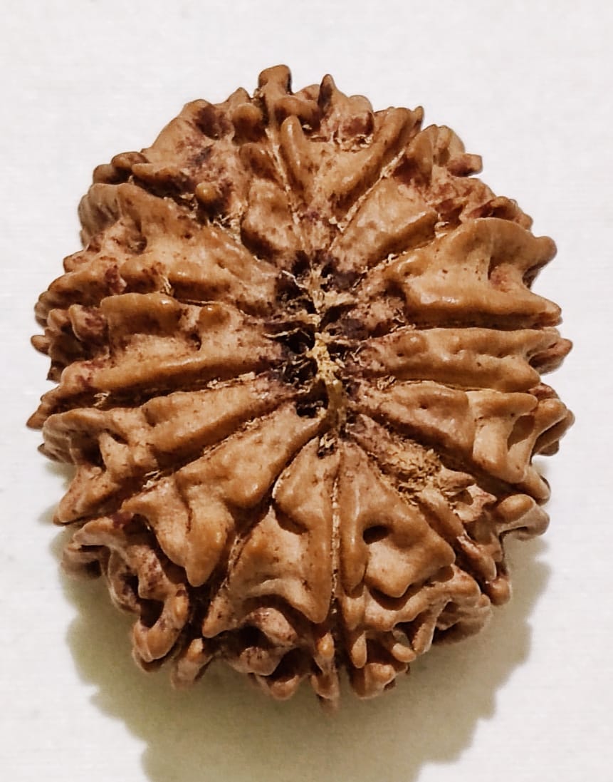 13 Mukhi Rudraksha Authentic, Bears Seven (13) lines, Certified