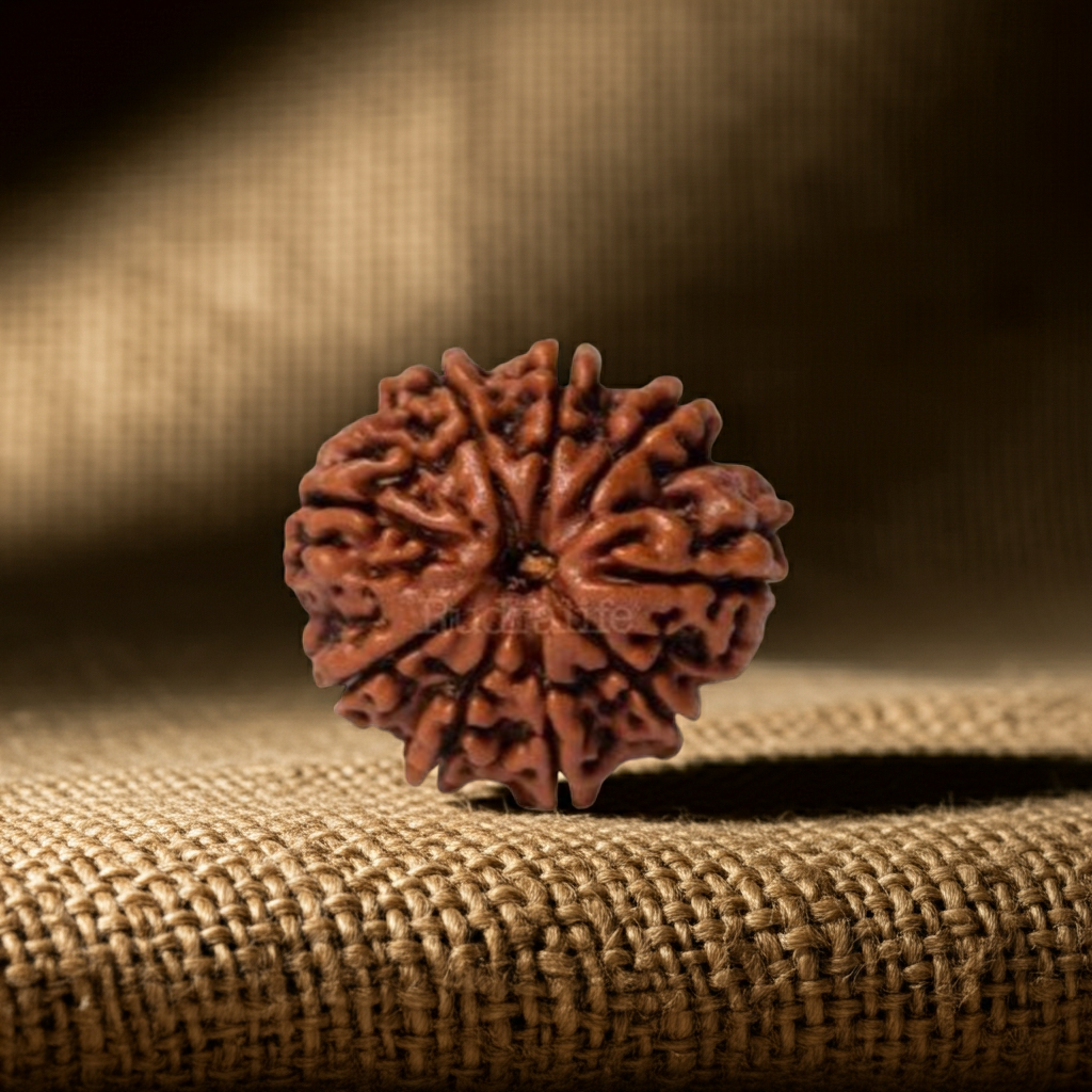NavMukhi Rudraksha  Authentic, Bears Seven (9) lines, Certified