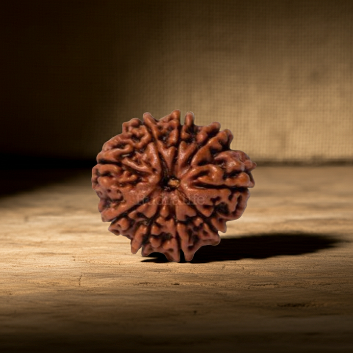 NavMukhi Rudraksha  Authentic, Bears Seven (9) lines, Certified