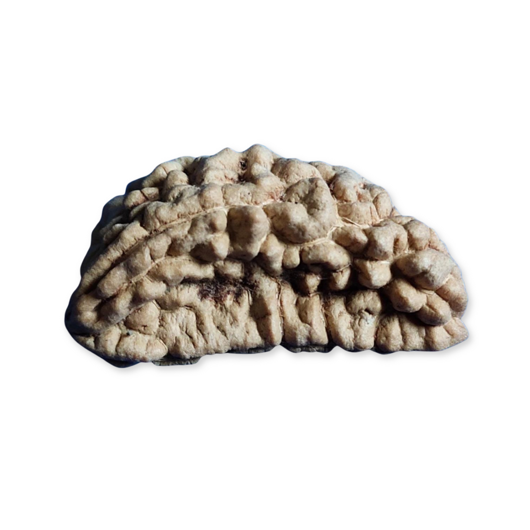 EkMukhi Rudraksha, Authentic, Bears one (1) line, Certified