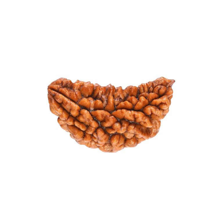 EkMukhi Rudraksha, Authentic, Bears one (1) line, Certified