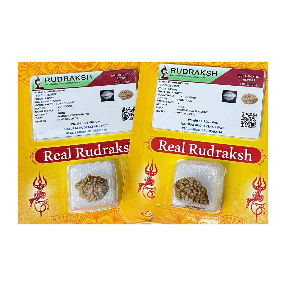 DwiMukhi Rudraksha, Authentic, Bears two (2) lines, Oval Shape, Certified