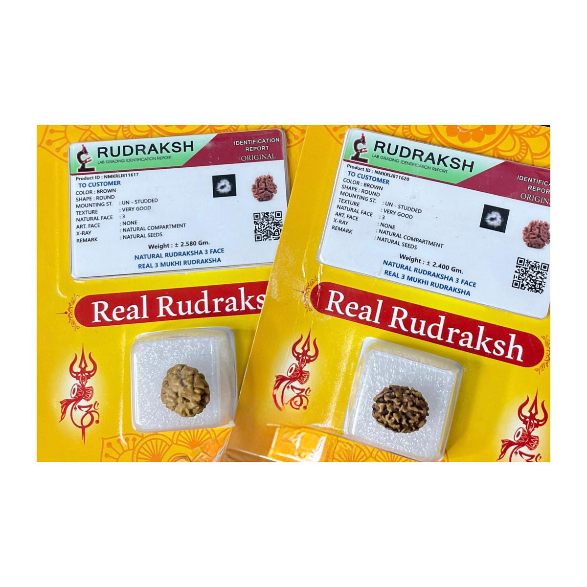 TriMukhi Rudraksha, Authentic, Bears three (3) lines, Certified