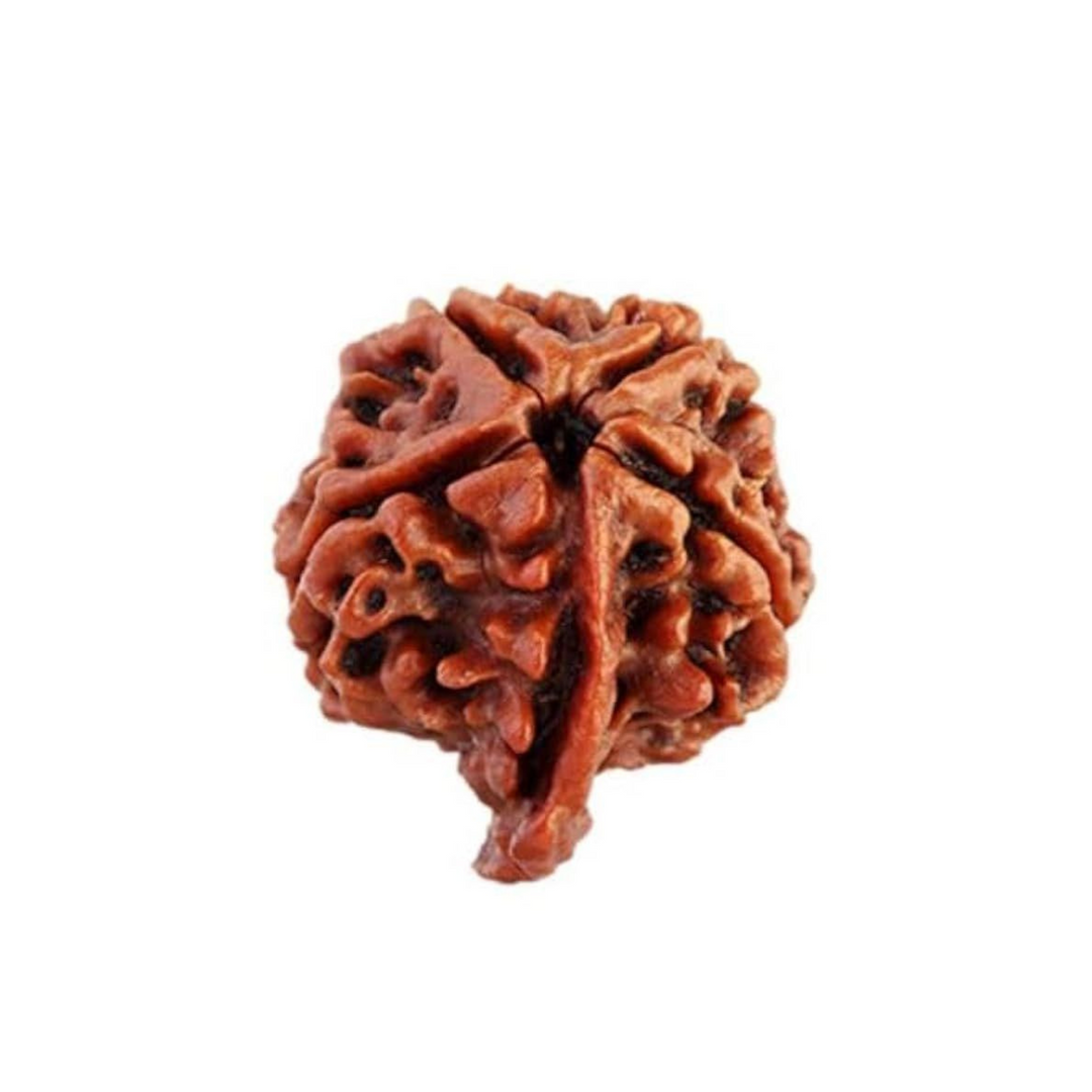 Ganesh Rudraksha  Authentic, Certified