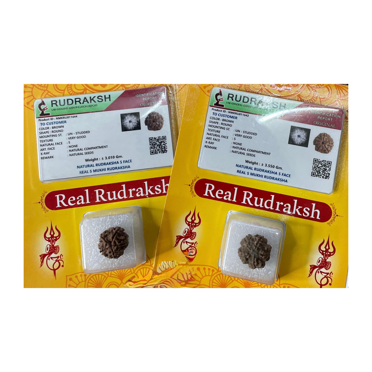 PanchMukhi Rudraksha, Authentic, Bears Five (5) lines
