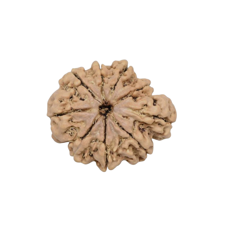 Ganesh Rudraksha  Authentic, Certified