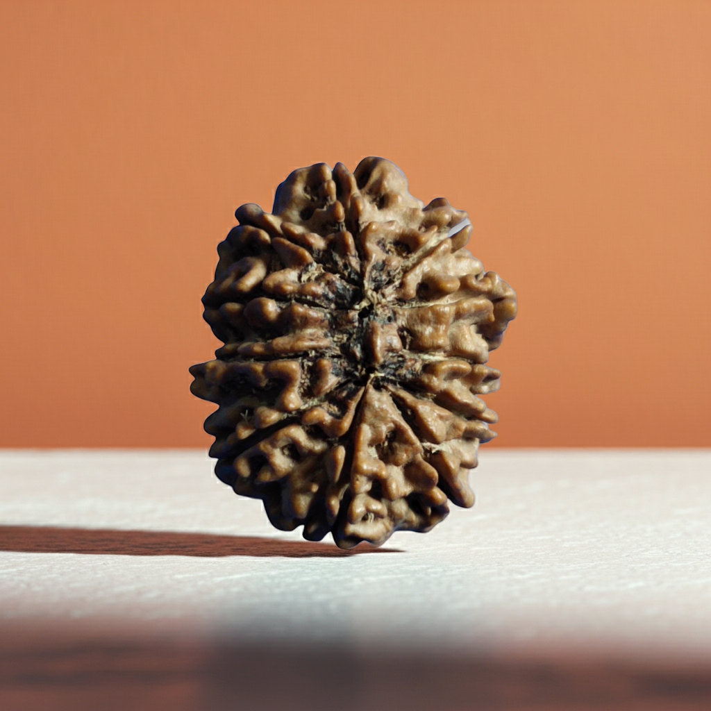 11 Mukhi Rudraksha  Authentic, Bears Seven (11) lines, Certified