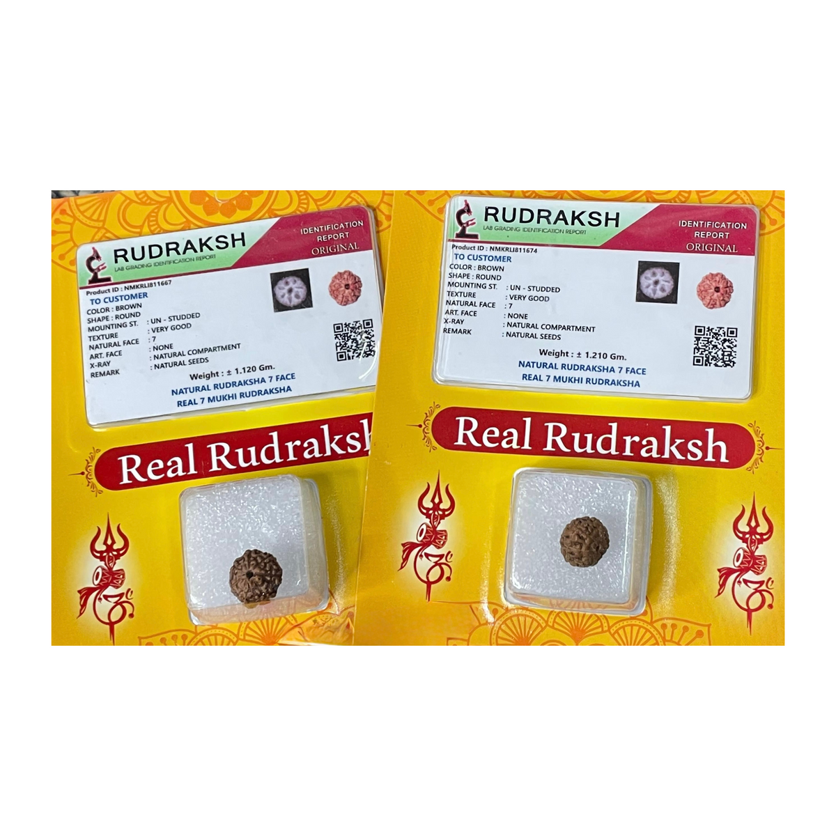 SaptaMukhi Rudraksha, Authentic, Bears Seven (7) lines
