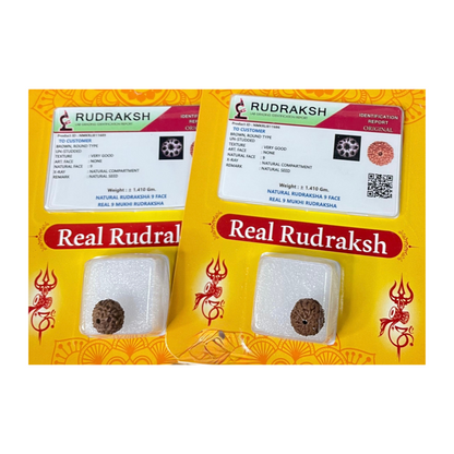 9 Mukhi Rudraksha