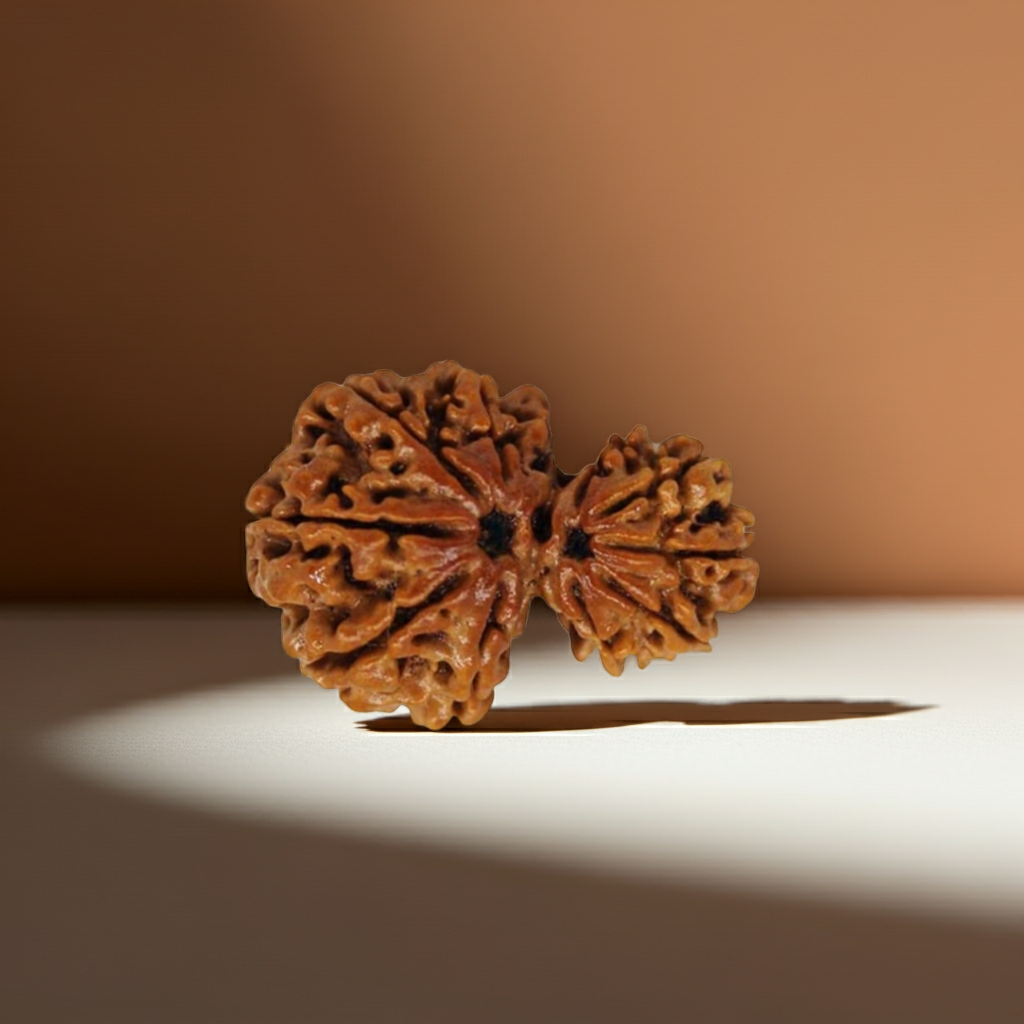GharbGauri Rudraksha  Authentic, Certified
