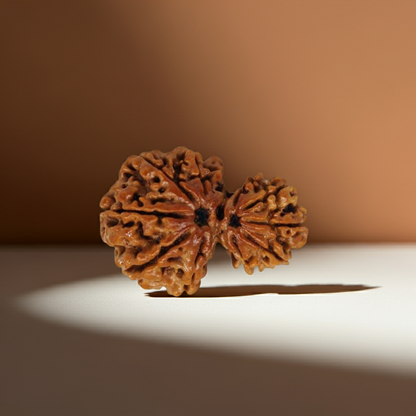 GarbhGauri Rudraksha