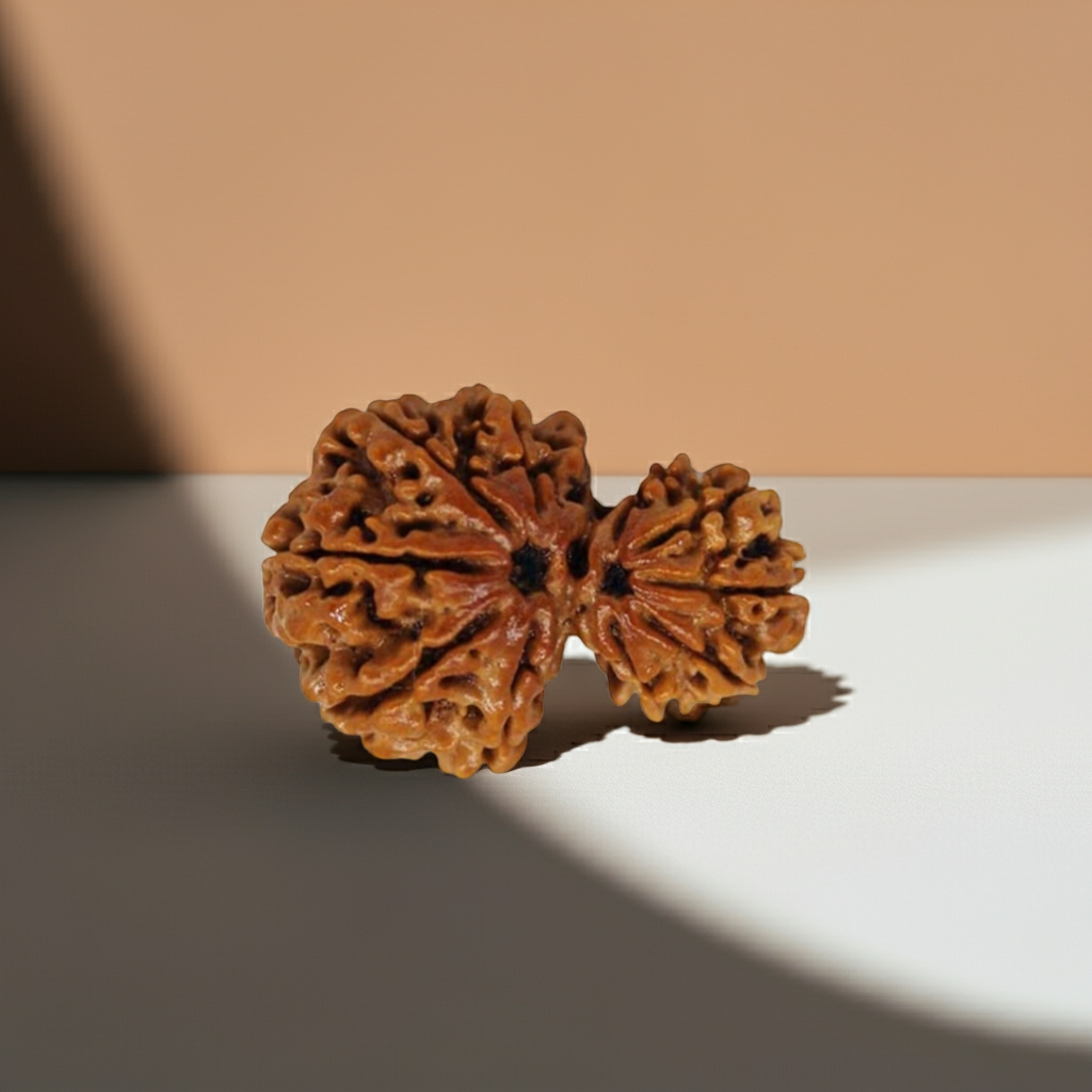 GharbGauri Rudraksha  Authentic, Certified