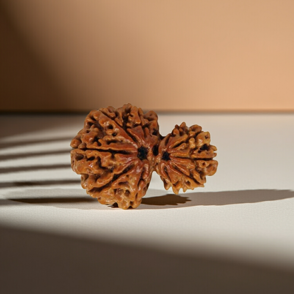 GharbGauri Rudraksha  Authentic, Certified