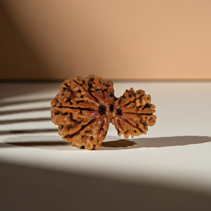 GarbhGauri Rudraksha