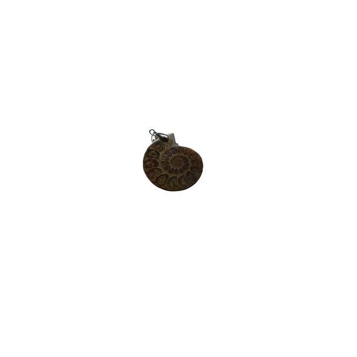 Shubh Sanket Vastu Ammonite(Fossil) Pendant - 1 Piece