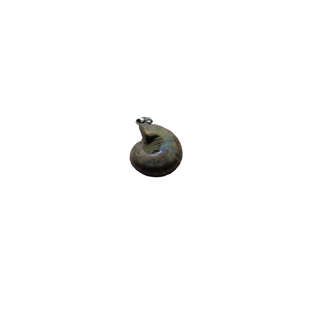 Shubh Sanket Vastu Ammonite(Fossil) Pendant - 1 Piece