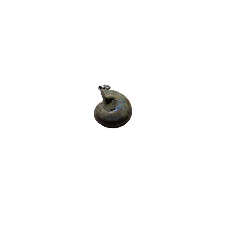 Shubh Sanket Vastu Ammonite(Fossil) Pendant - 1 Piece