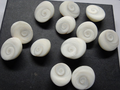 Gomti Chakra Raw Pieces (100 gms)