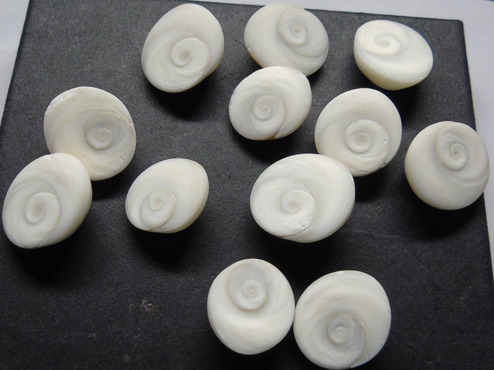 Gomti Chakra Raw Pieces (100 gms)