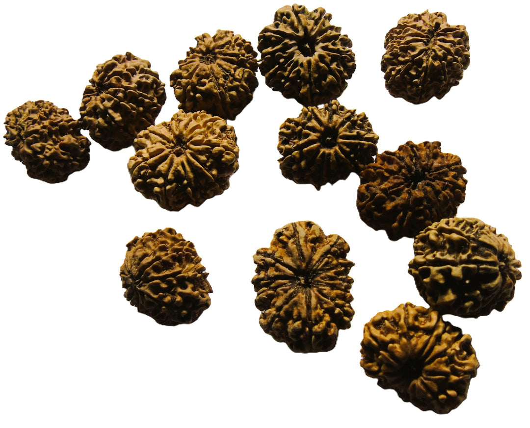 12 Mukhi Rudraksha  Authentic, Bears Seven (12) lines, Certified