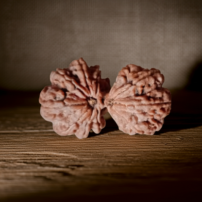 GauriShankar Rudraksha